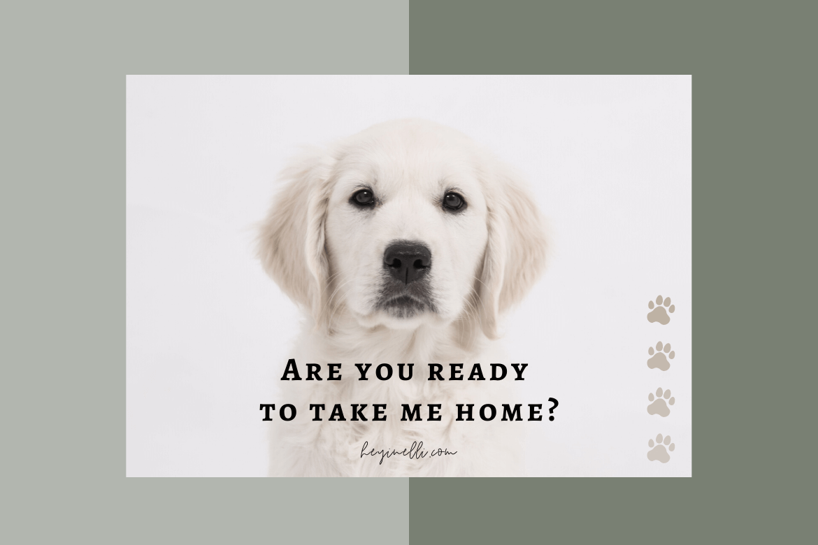 Are you ready to take puppy home
