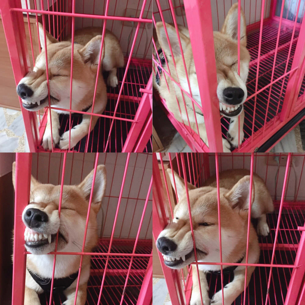 Dog caged for being punished