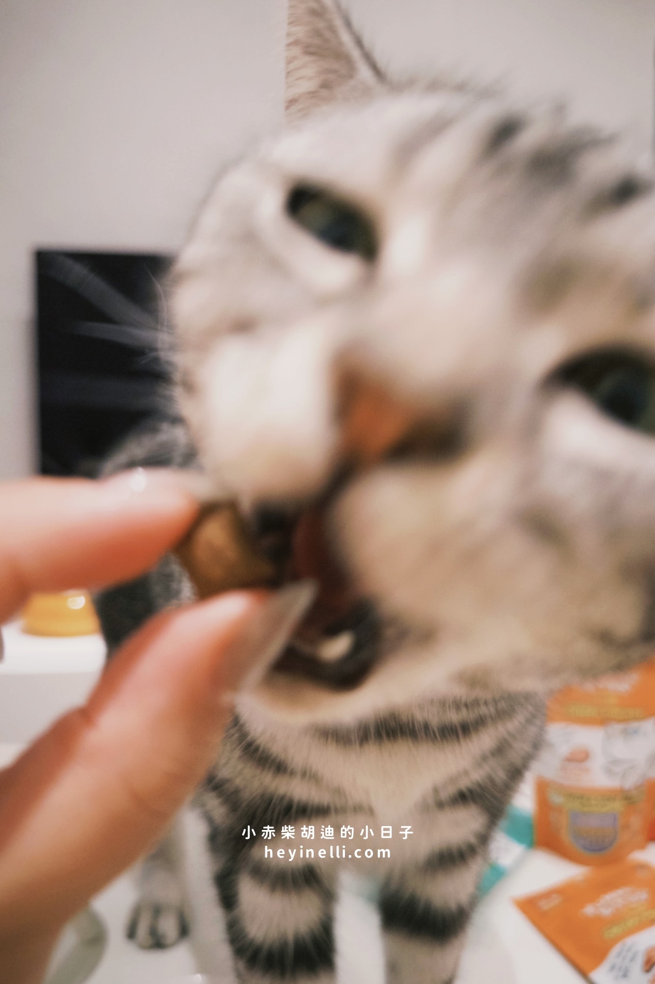 貓咪機能零食推薦｜Me-O 咪歐貓點心開箱：咪歐巧鮮包、咪歐搖咪丸、咪歐喵一口｜全聯貓咪餐包分享給你！