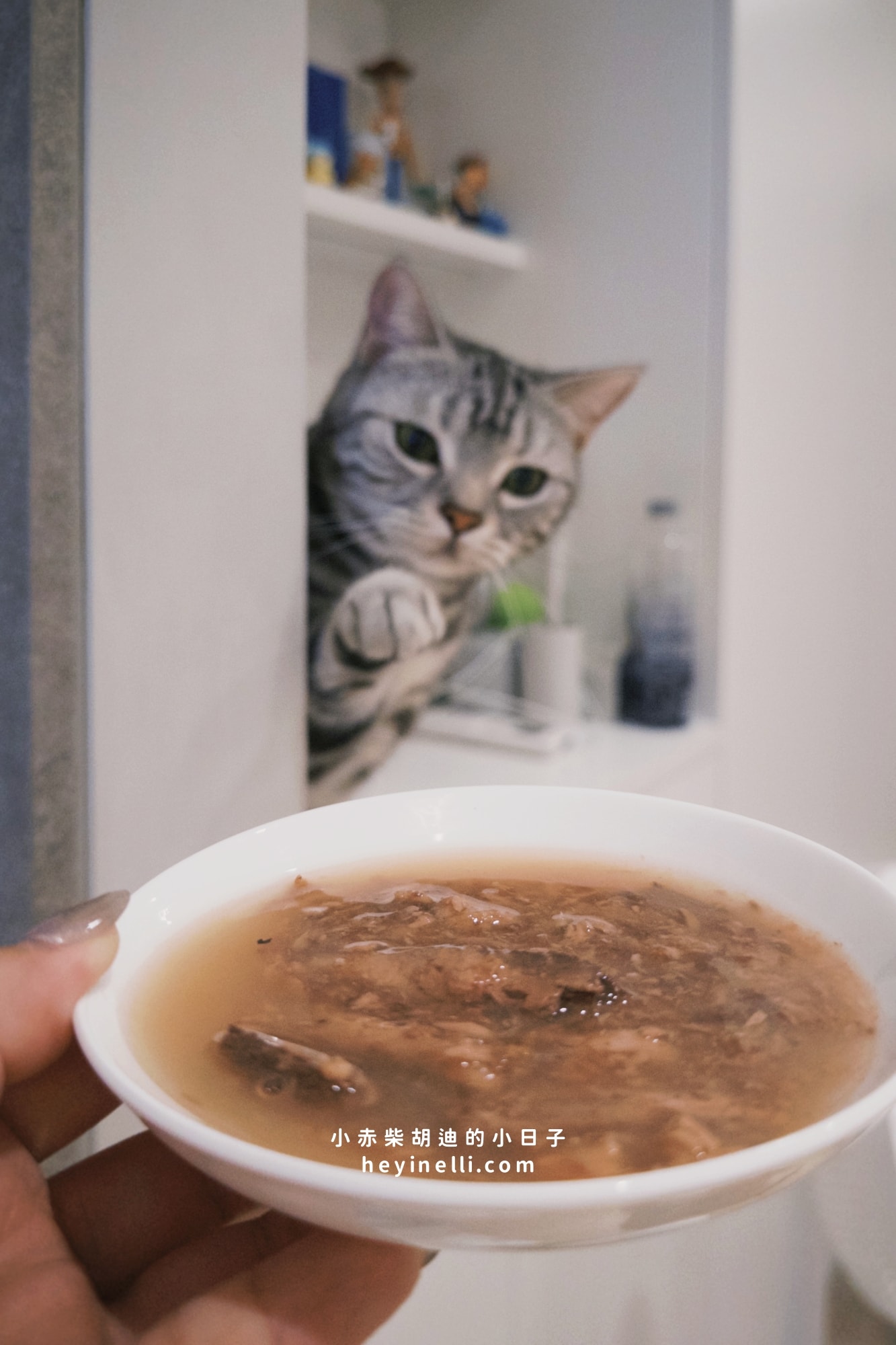 貓咪機能零食推薦｜Me-O 咪歐貓點心開箱：咪歐巧鮮包、咪歐搖咪丸、咪歐喵一口｜全聯貓咪餐包分享給你！