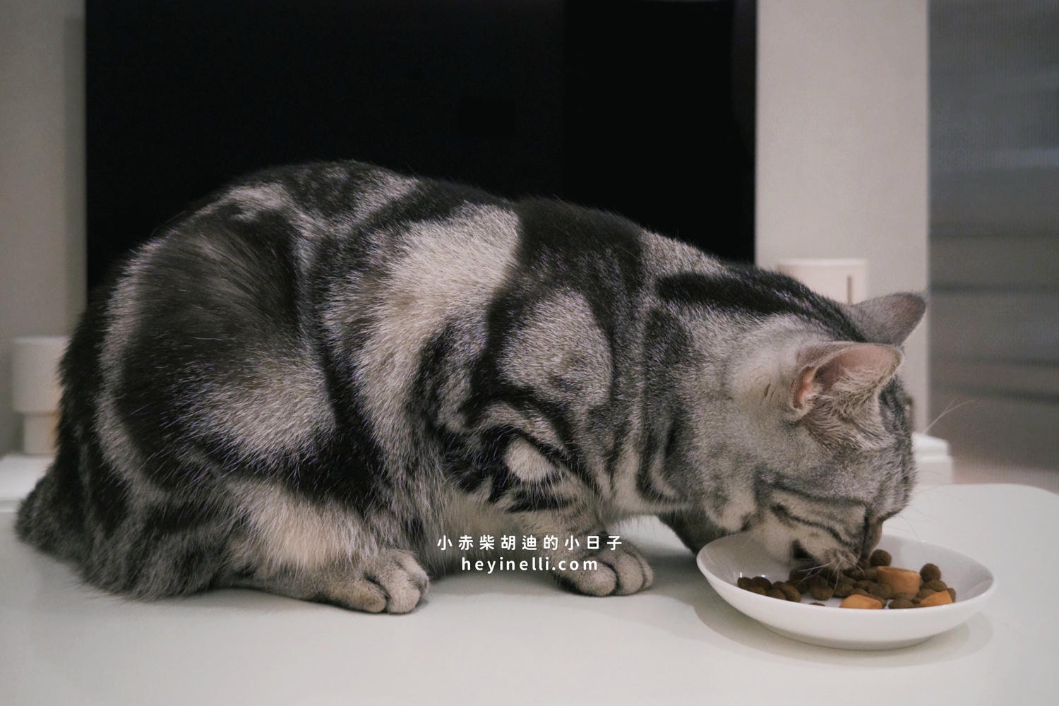貓咪機能零食推薦｜Me-O 咪歐貓點心開箱：咪歐巧鮮包、咪歐搖咪丸、咪歐喵一口｜全聯貓咪餐包分享給你！