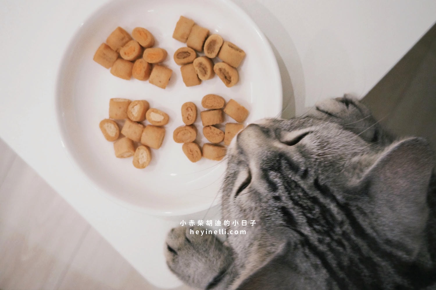 貓咪機能零食推薦｜Me-O 咪歐貓點心開箱：咪歐巧鮮包、咪歐搖咪丸、咪歐喵一口｜全聯貓咪餐包分享給你！