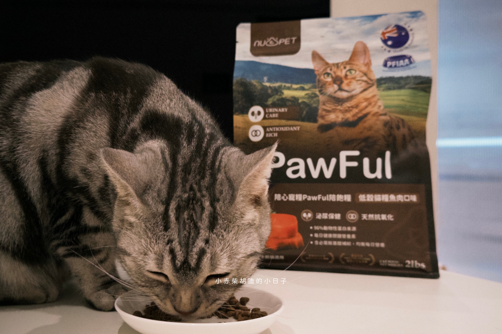 飲食控制飼料推薦！開箱 Pawful 陪飽糧｜吃飽不挨餓的高蛋白低穀飼料分享