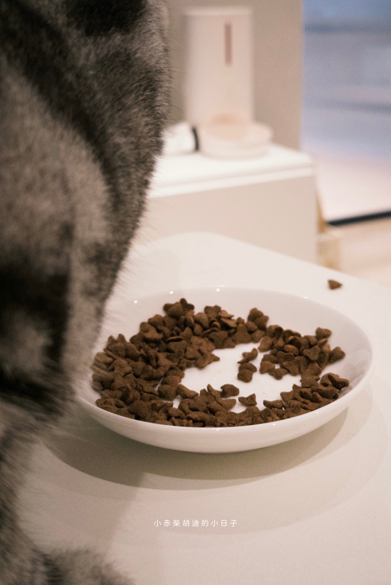飲食控制飼料推薦！開箱 Pawful 陪飽糧｜吃飽不挨餓的高蛋白低穀飼料分享