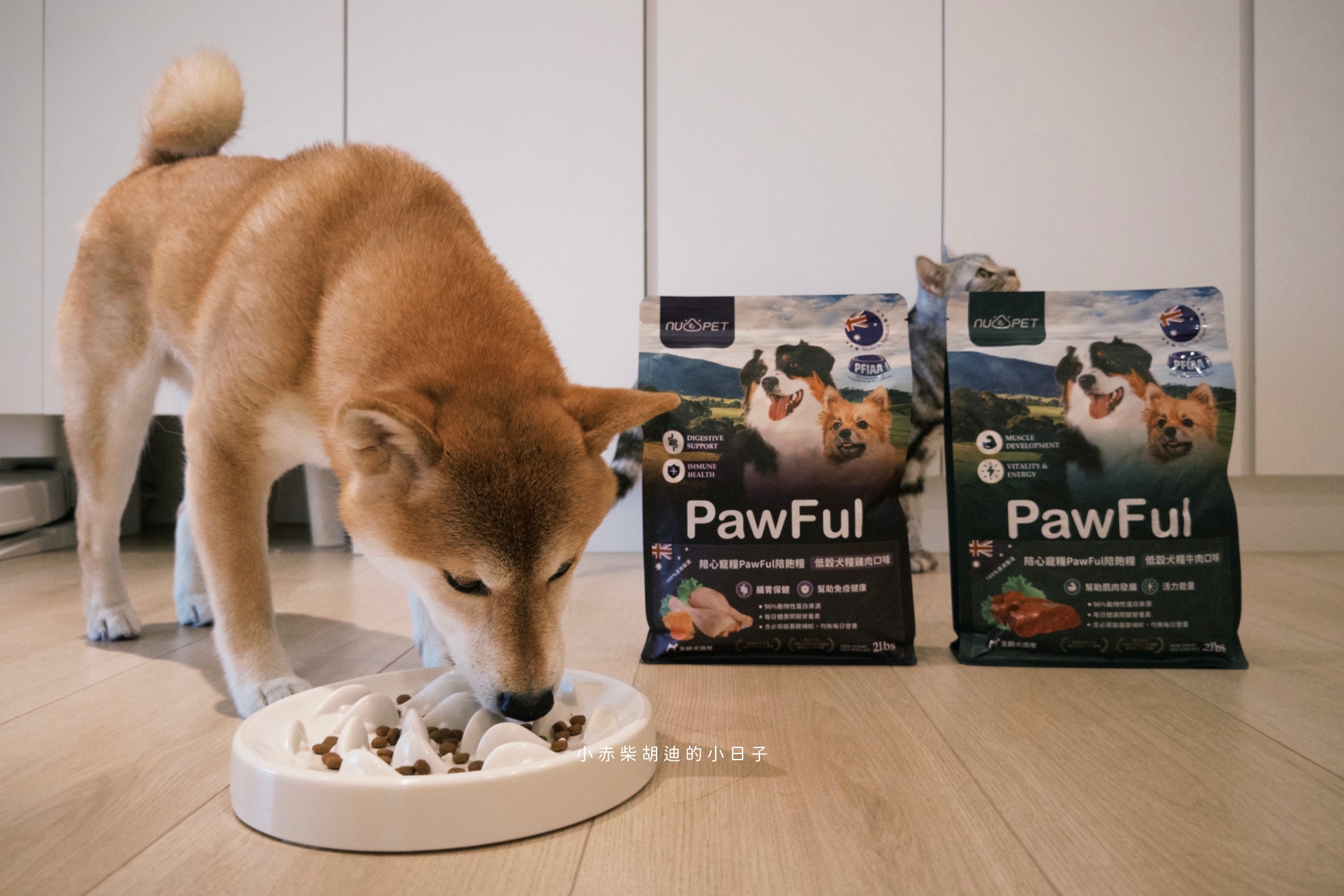 飲食控制飼料推薦！開箱 Pawful 陪飽糧｜吃飽不挨餓的高蛋白低穀飼料分享
