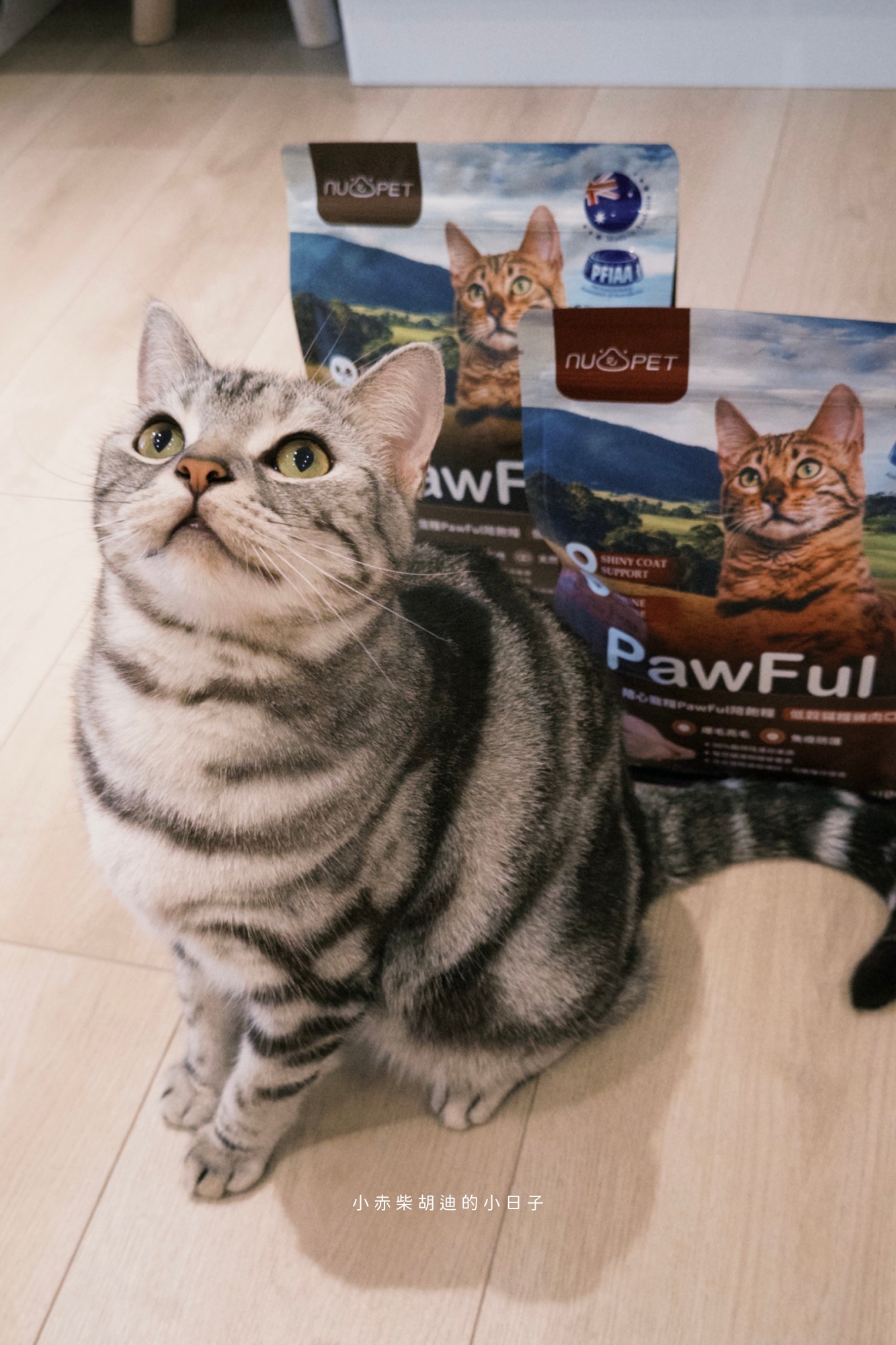 飲食控制飼料推薦！開箱 Pawful 陪飽糧｜吃飽不挨餓的高蛋白低穀飼料分享