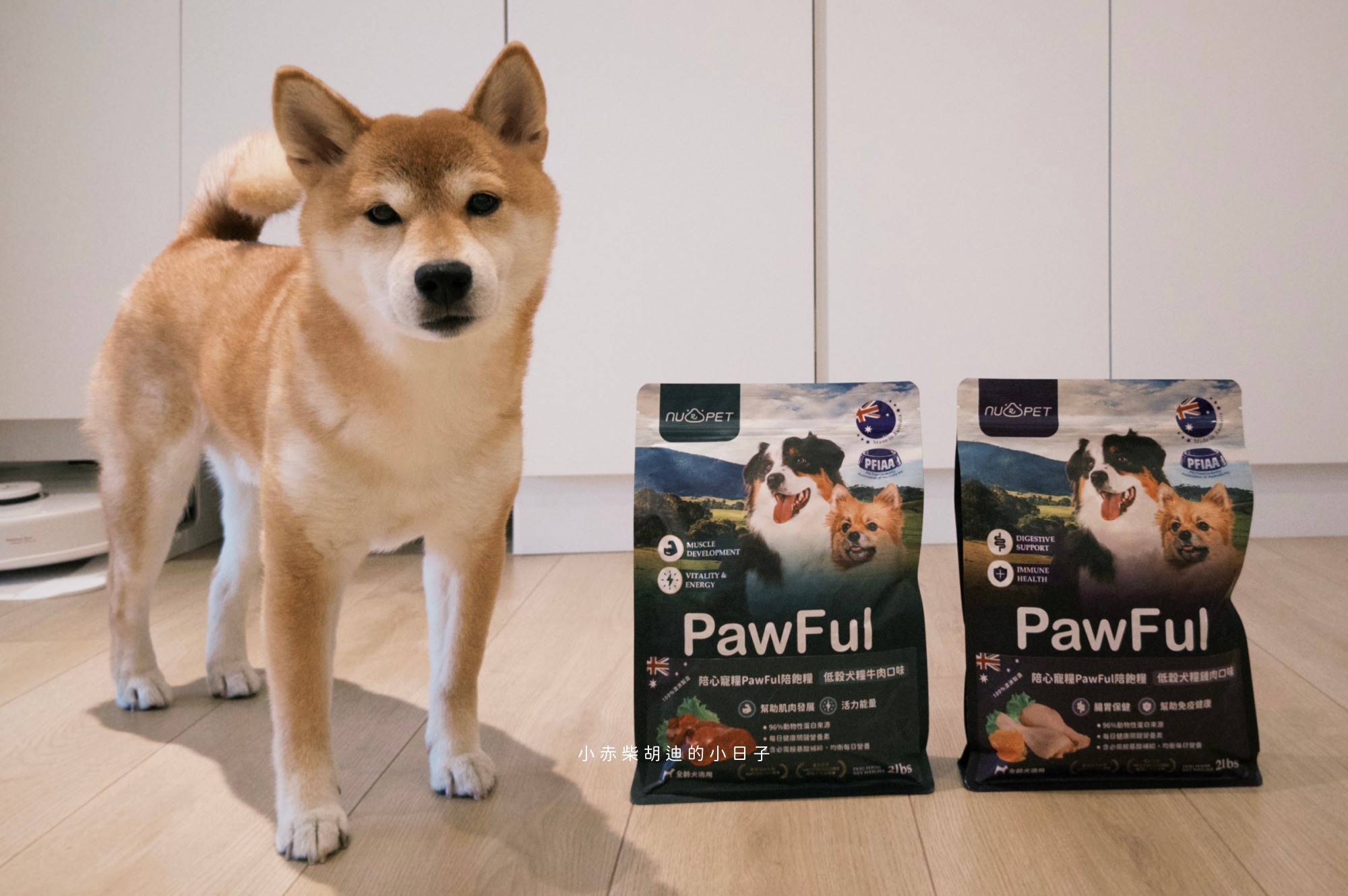 飲食控制飼料推薦！開箱 Pawful 陪飽糧｜吃飽不挨餓的高蛋白低穀飼料分享
