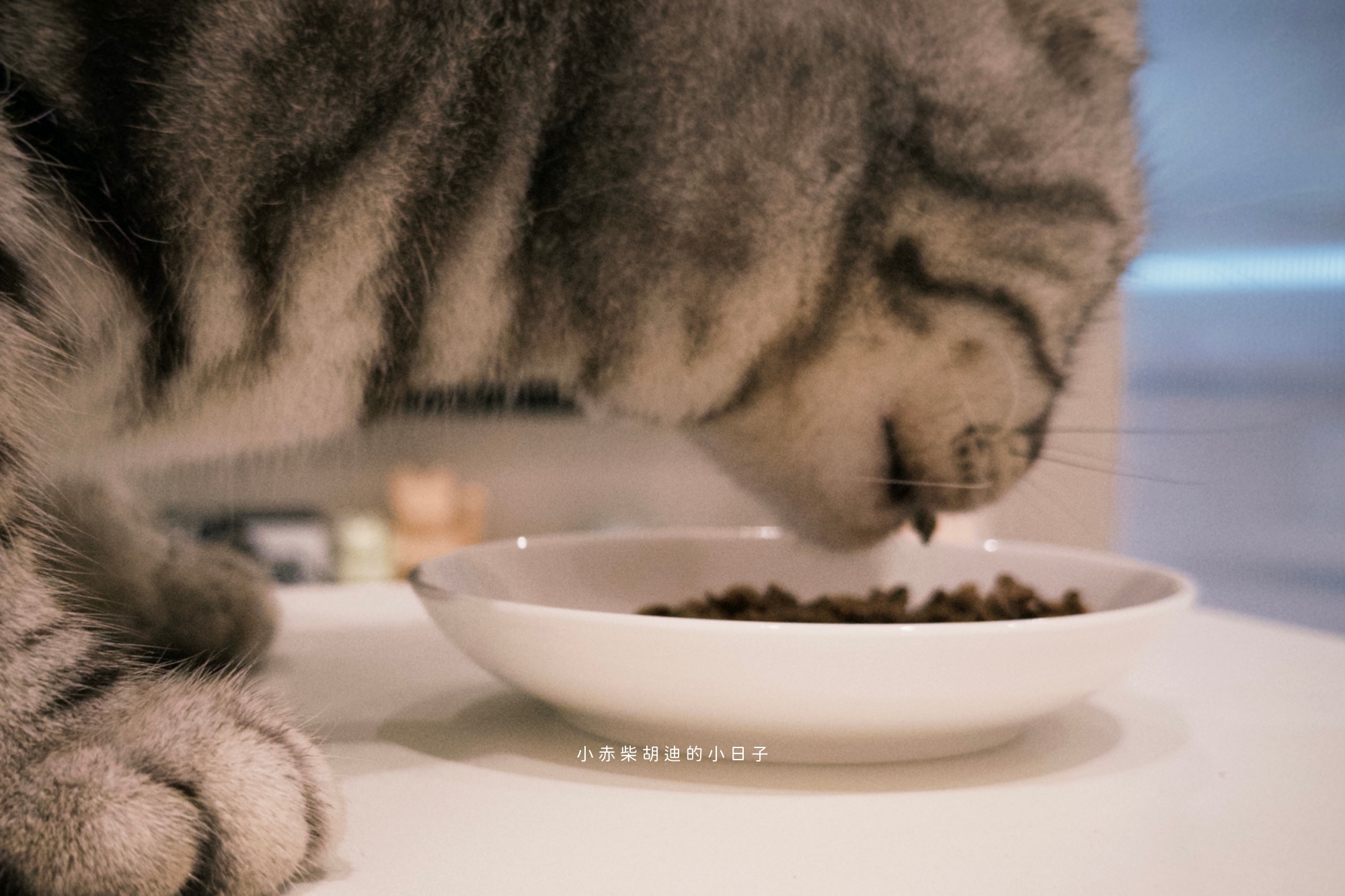 飲食控制飼料推薦！開箱 Pawful 陪飽糧｜吃飽不挨餓的高蛋白低穀飼料分享