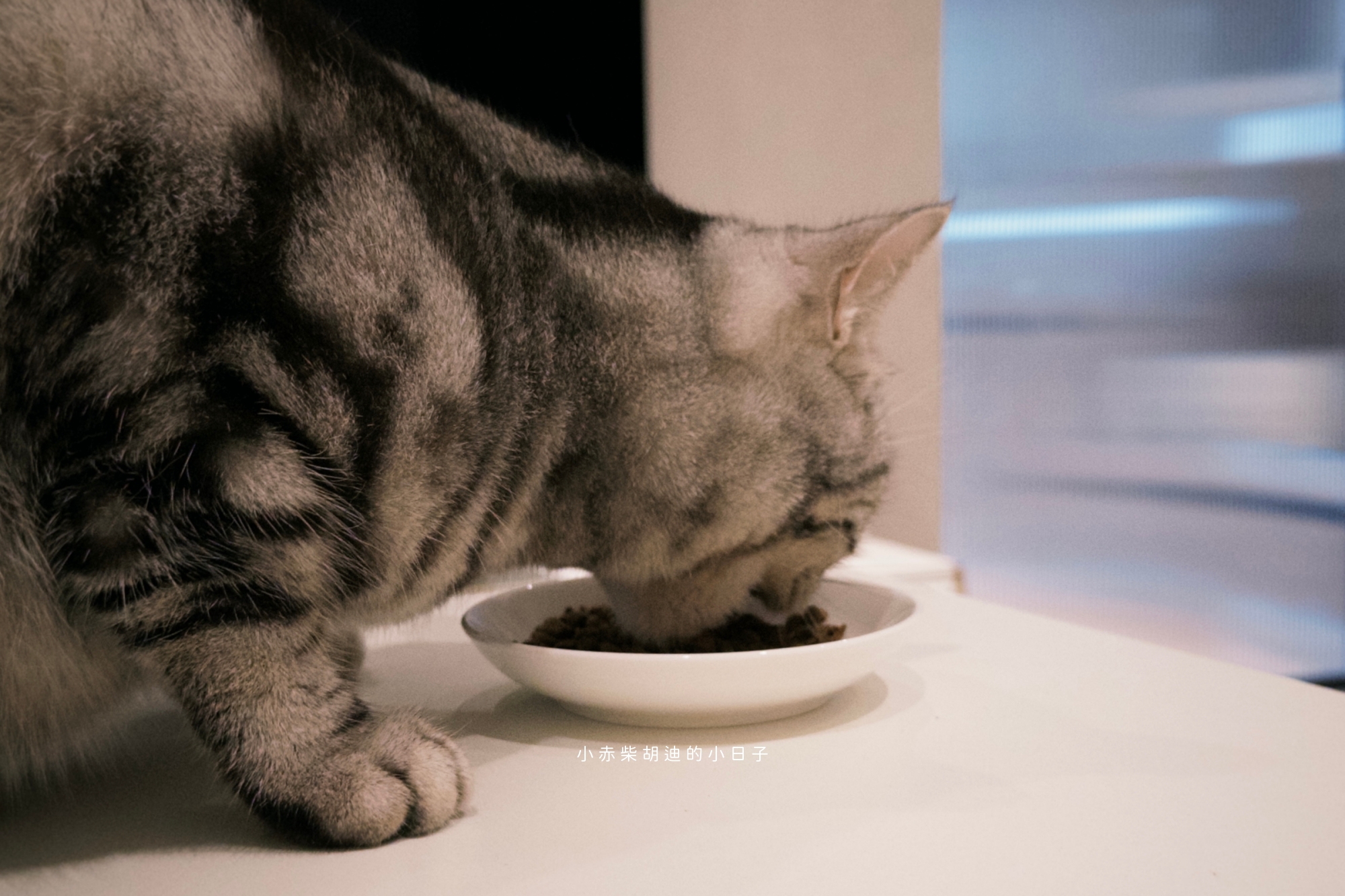 飲食控制飼料推薦！開箱 Pawful 陪飽糧｜吃飽不挨餓的高蛋白低穀飼料分享