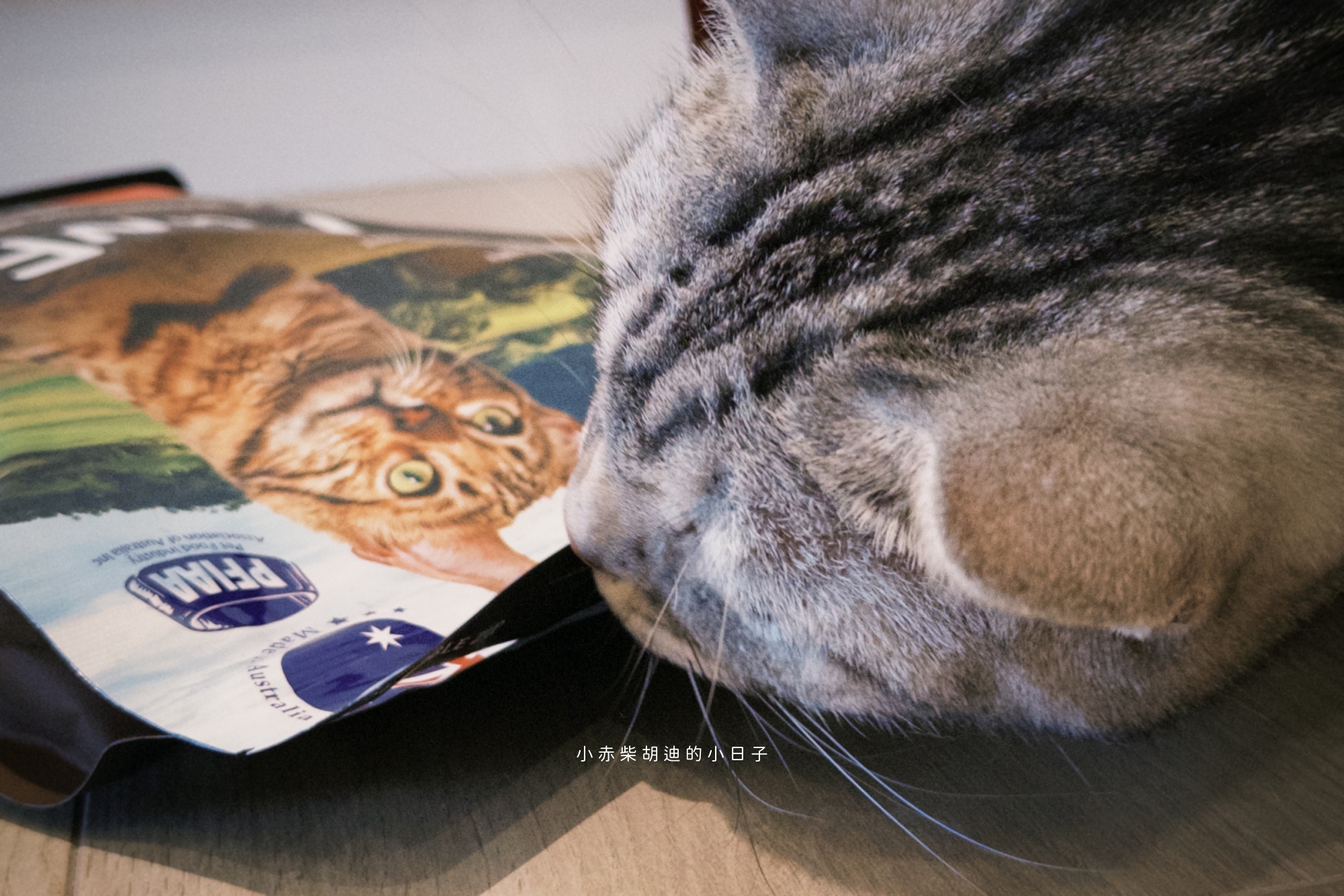 飲食控制飼料推薦！開箱 Pawful 陪飽糧｜吃飽不挨餓的高蛋白低穀飼料分享